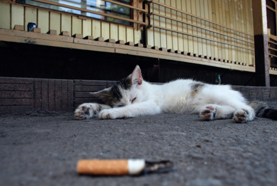 吸烟有害健康养猫的家庭更不能有烟猫咪吸了二手烟有危险