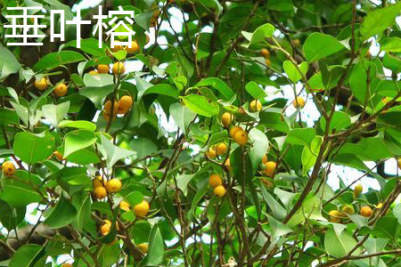 垂叶榕和小叶榕应该如何区别