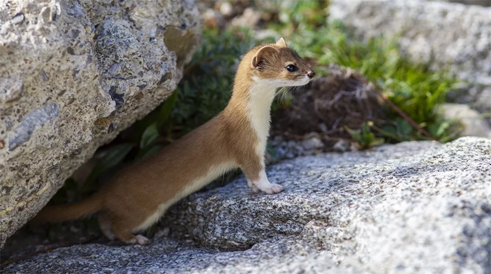 三江源的"平头哥",每天捕6只鼠兔,能叼走比自己大2倍的猎物