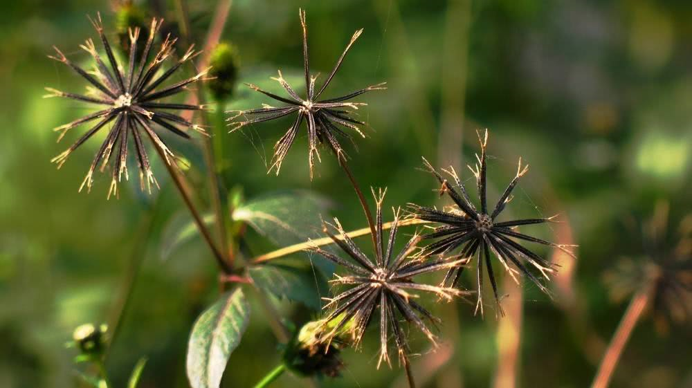它是南方常见野草,既能做菜吃,又能做药,十分粘人,特别讨厌