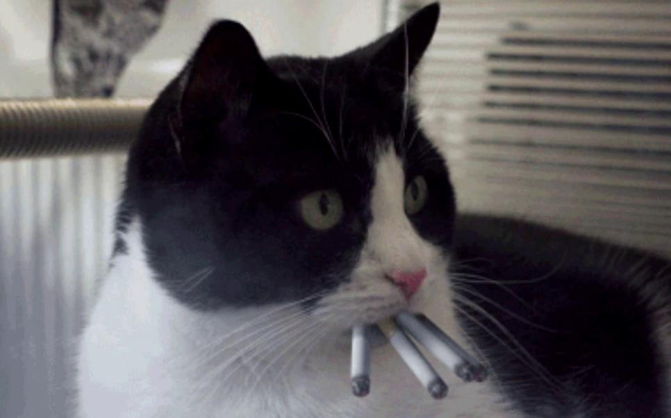 猫抽烟家里图片