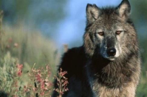 曾有科学家在西伯利亚冻土层挖掘出远古巨狼的骨骸,其头型就比现存的