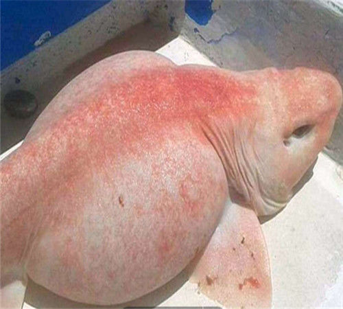 男子在海上钓到不明球状粉色怪鱼,细看鱼肚后果断放生