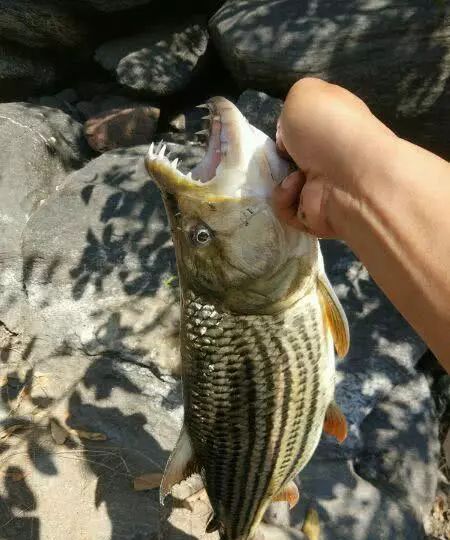 在刚果河里到处都是,国内竟有人饲养|虎鱼|鱼|刚果河_新浪新闻