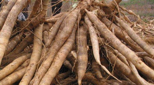 山上挖到一堆野薯,一个坑就刨出50多斤,一个人扛不动
