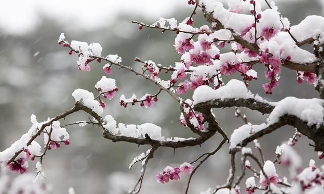 寒冬时节,梅花盛开,看摄影师们怎样拍出梅花的意境