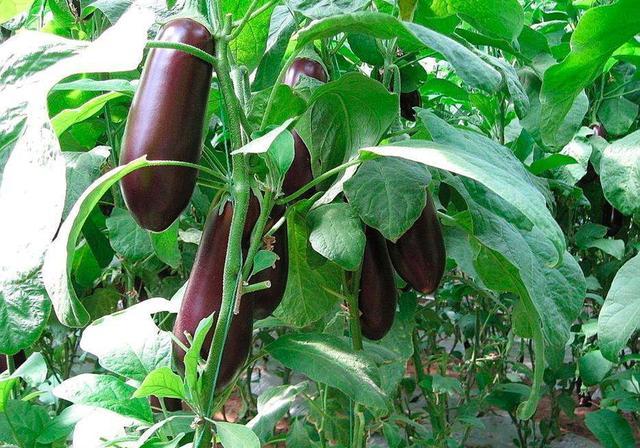 茄子种植冬春季茄果类蔬菜育苗怎样正确合理有效的追肥