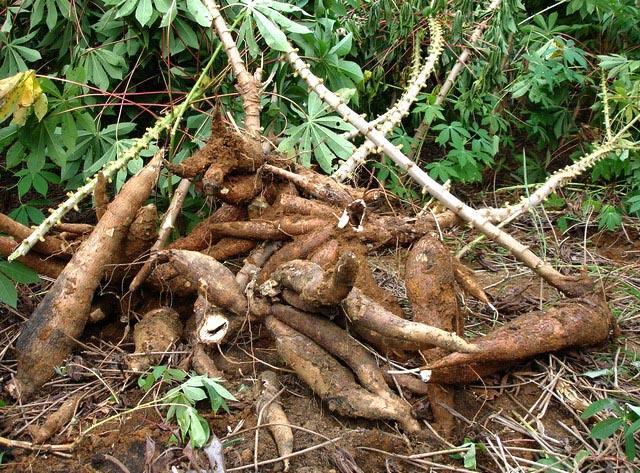 山上挖到一堆野薯,一个坑就刨出50多斤,一个人扛不动