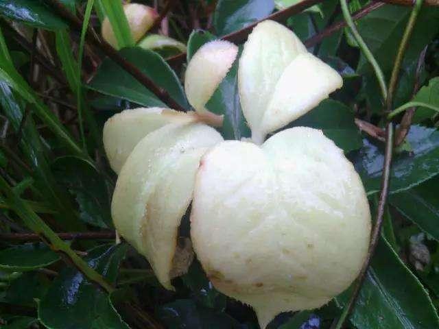 山里一种树爱长茶包本由病菌感染产生如今却成为难得珍宝