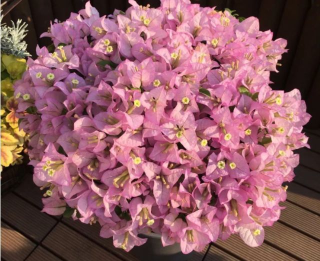 喜欢三角梅优选开花机器丽娜三角梅花开粉艳艳压群芳