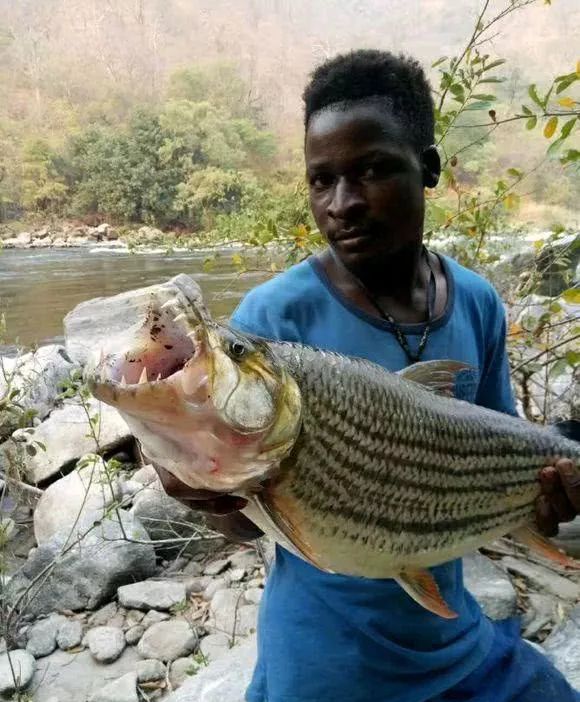 在刚果河里到处都是,国内竟有人饲养|虎鱼|鱼|刚果河_新浪新闻