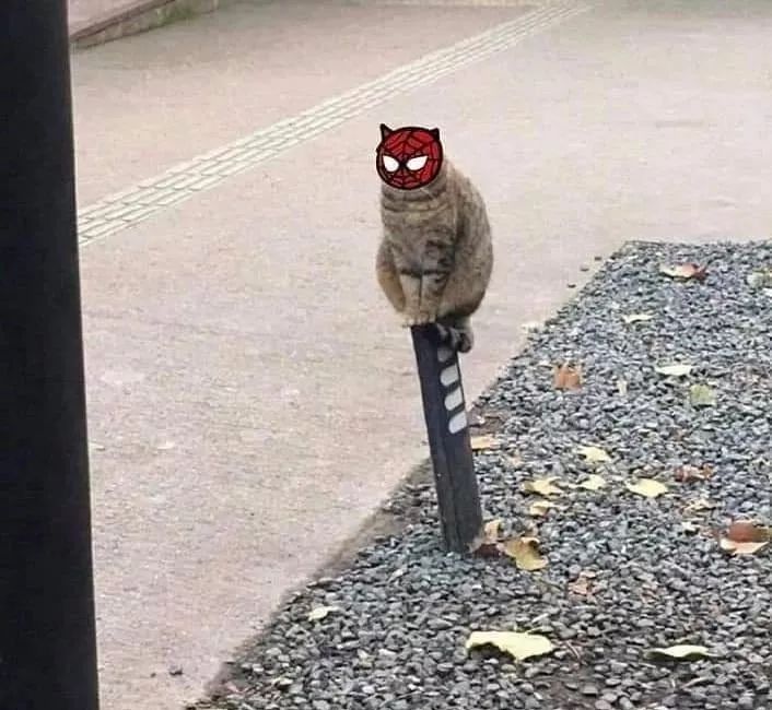 猫猫坐在路边思考猫生,结果就被网友们玩坏了