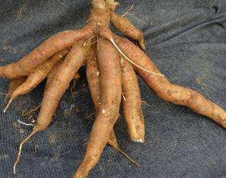 山上挖到一堆野薯,一个坑就刨出50多斤,一个人扛不动