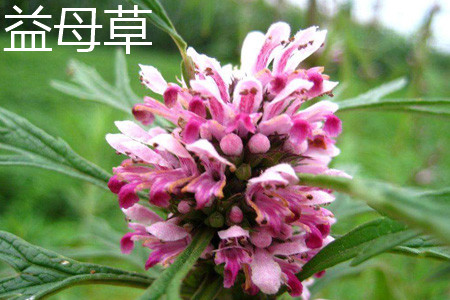 夏至草和益母草应该如何区别