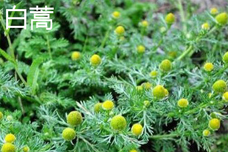 茵陈蒿和白蒿应该如何区别