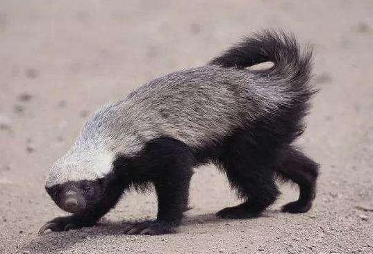 平头哥吃蛇如同吃辣条猪也一样猪是蛇的克星不只是婚姻上