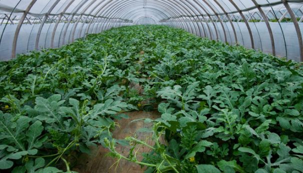 西瓜种植大棚西瓜这样栽培管理病害少产量高来看看