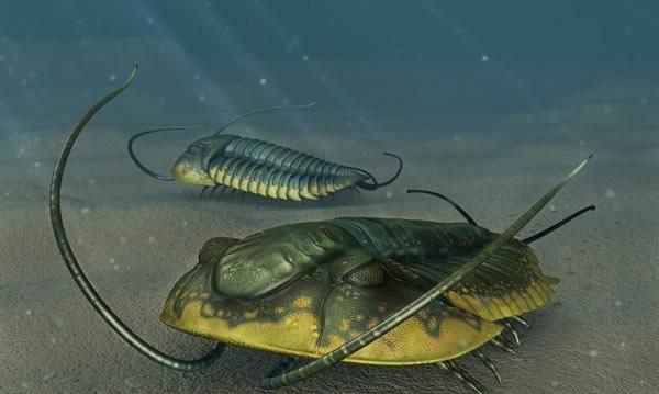 寒武纪的"大爆发"生物是渐渐进化,还是爆发式的"疯狂"进化