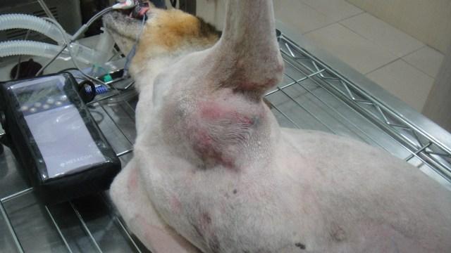 老年狗容易得癌症患癌症后就要帮狗狗准备后事了吗其实并不是