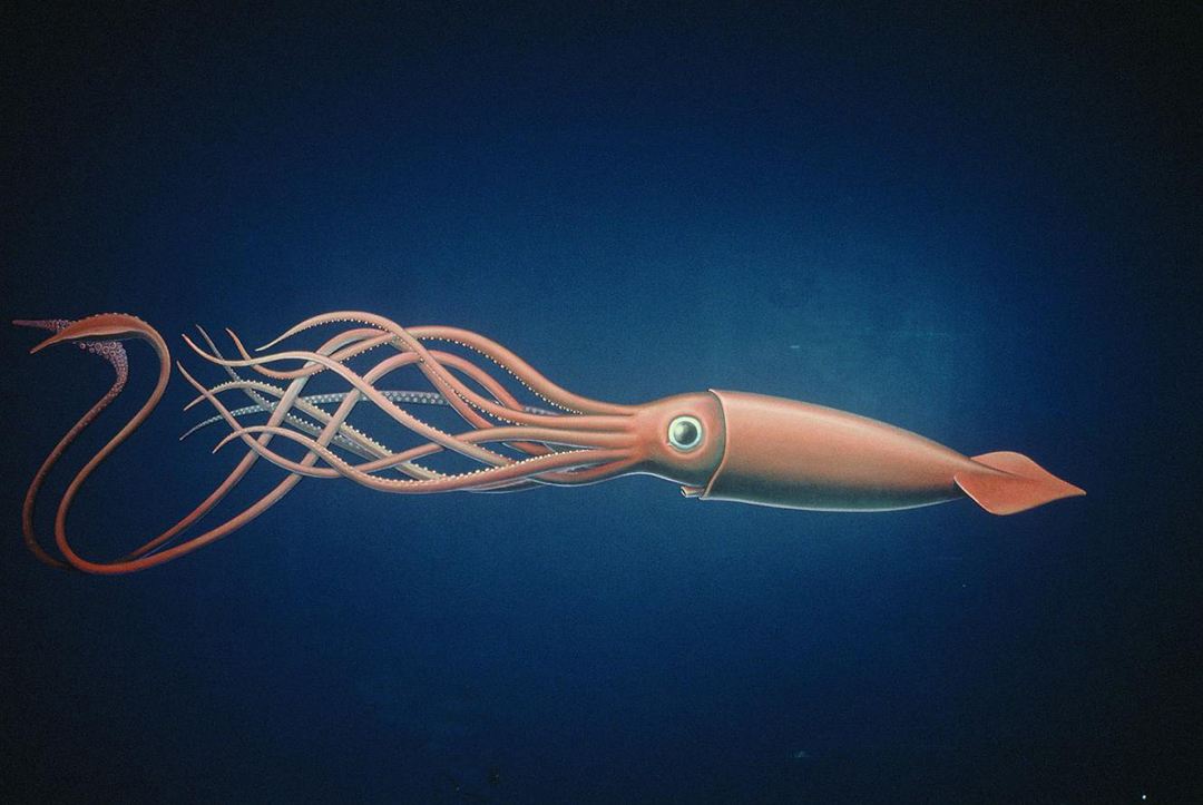 深海生物 最大图片