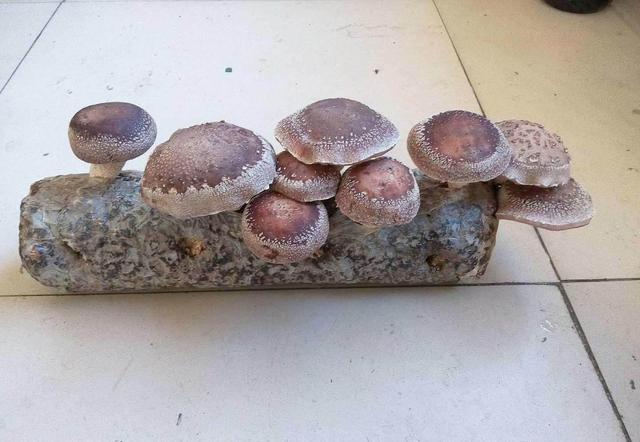 市场买了根"菌棒",没几天长出鲜嫩蘑菇,营养价值高口感又好