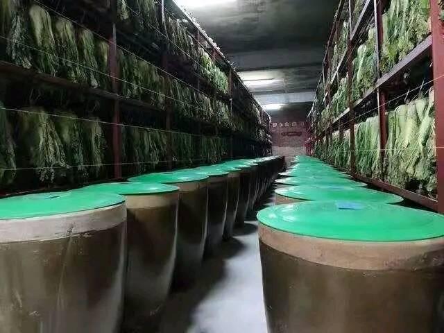 兵哥哥的冬储菜窖有多整齐?白菜整齐划一,大蒜拉线标齐,佩服