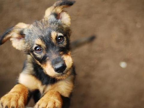 幼犬急促呼吸有三种常见情况 有时幼犬呼吸急促 幼犬急促呼吸有三种常见情况 有时幼犬呼吸急促