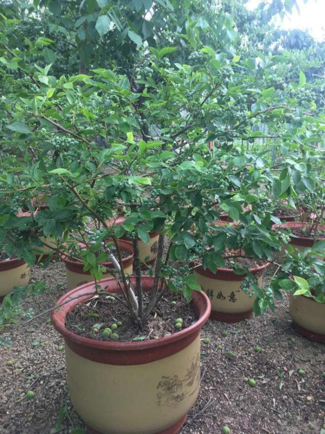 蓝莓贵吃不爽,自己养棵蓝莓苗,养成盆景树结果可真多
