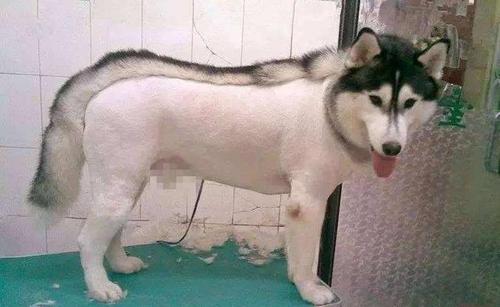 14张狗狗爆笑剃毛照,它们的表情已说明一切,原谅我忍不住笑了