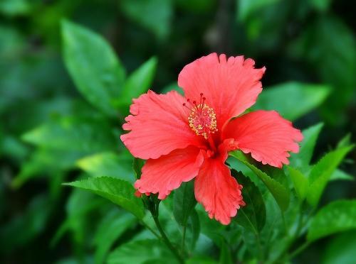 喜欢菊花,不如养盆精品名花朱瑾,花色红焰似火,如火焰般绚丽!