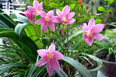 葱兰和韭兰应该如何去辨别