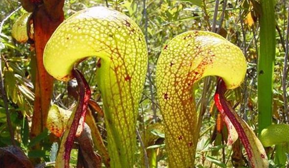 世界上最奇葩的植物,娃娃眼酷似眼睛"恐怖至极"