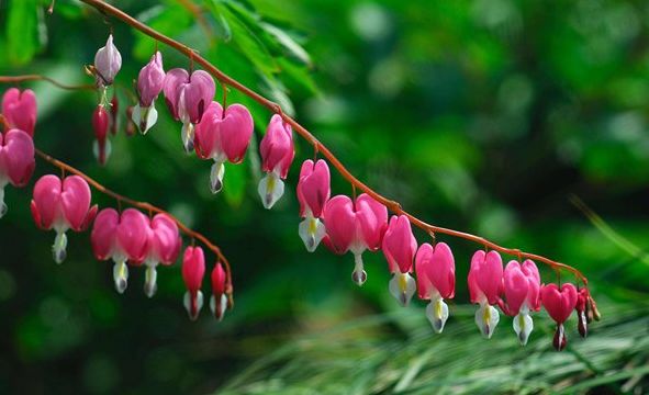 世界上最奇葩的植物,娃娃眼酷似眼睛"恐怖至极"