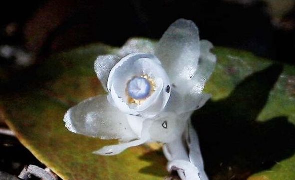 世界上最奇葩的植物,娃娃眼酷似眼睛"恐怖至极"