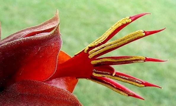 世界上最奇葩的植物,娃娃眼酷似眼睛"恐怖至极"