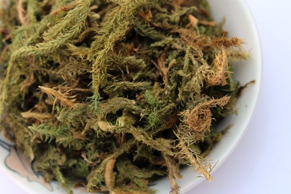 老家"岩石"上一野草,俗称"过山龙",可用来消肿止痛,很珍贵|苔藓|草药