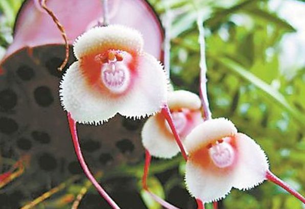 世界上最奇葩的植物,娃娃眼酷似眼睛"恐怖至极"