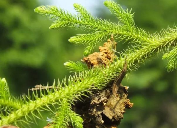 俗称"过山龙",可用来消肿止痛,很珍贵|苔藓|草药|山龙_新浪新闻