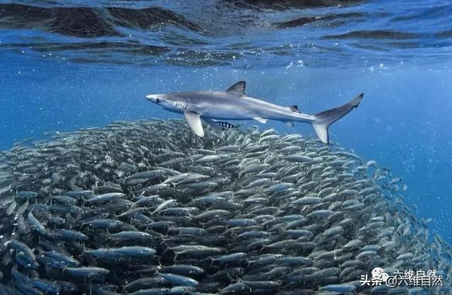 那么多鱼都在一起,被吃掉不一定是自己,猎食者它们快吃饱了,应该轮不
