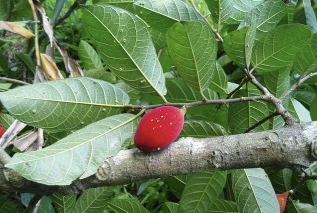 在湿润的雨林中,有1种"箭毒木",汁液含有"剧毒",别接触