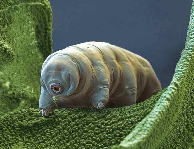 "压"不死的深海动物,它们为什么会在深海游刃有余的生活?