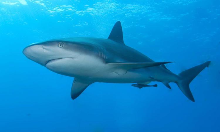 渔民捕到古怪大鱼,鱼身柔若无骨,这是什么鱼?