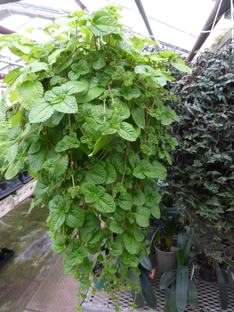 名字听起来比较洋气,所以才会取得这个名字,以前人们都是叫它金钱薄荷