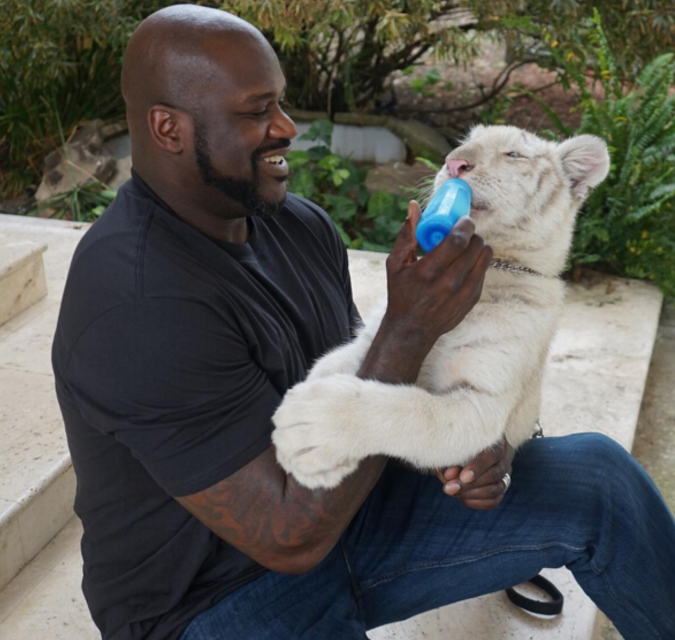 奥尼尔干脆把一只白虎当猫养了.