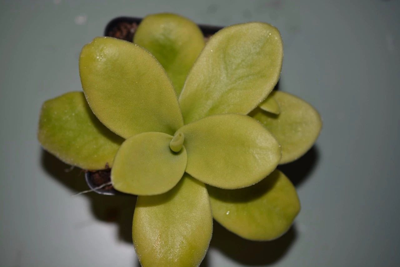 很容易被误认成多肉植物的捕虫堇,适合新手养的食虫植物