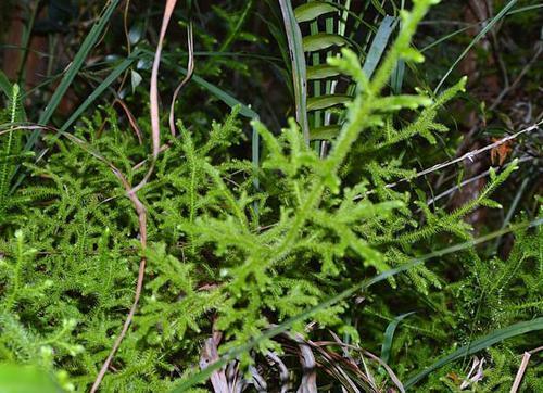 俗称"过山龙",可用来消肿止痛,很珍贵|苔藓|草药|山龙_新浪新闻
