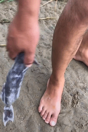 男子将吸盘鱼扣在腿上,拼命的甩,特别的难抠下来