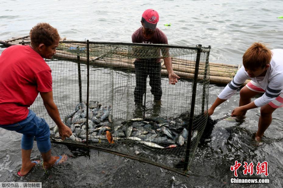 菲律宾塔阿尔火山持续喷发 周边民众淡定捕鱼菲律宾塔阿尔火山持续