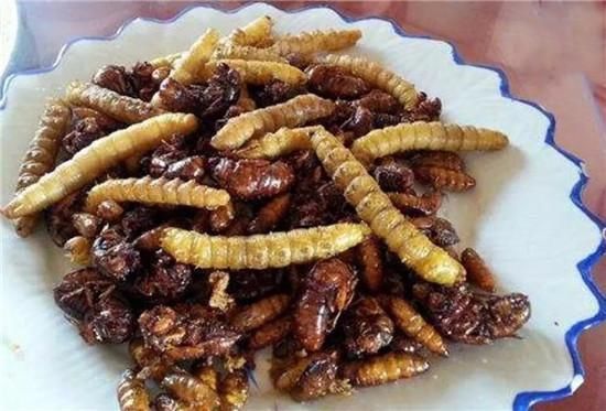 灌云|豆丹|豆虫_新浪新闻