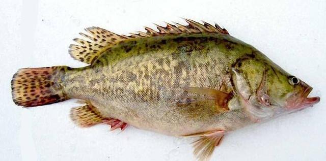 这条大江被封锁起来,还诞生三种神奇贡品|松花江|松花石|贡品_新浪网